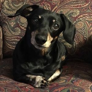 Meet your Posher, Wendy